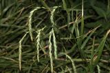 Elymus sibiricus. Соцветие. Томская обл., г. Томск, Академгородок, у дороги. 17.07.2023.