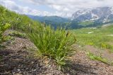 Tragopogon reticulatus. Бутонизирующее растение. Адыгея, Кавказский биосферный заповедник, гора Гузерипль, ≈ 2150 м н.у.м., осыпной склон из ожелезнённого песчаника. 28.06.2023.