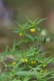 Melampyrum sylvaticum