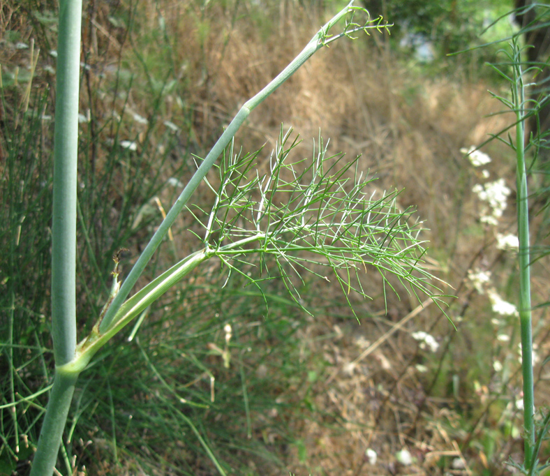 Изображение особи Foeniculum vulgare.