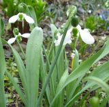 Galanthus elwesii