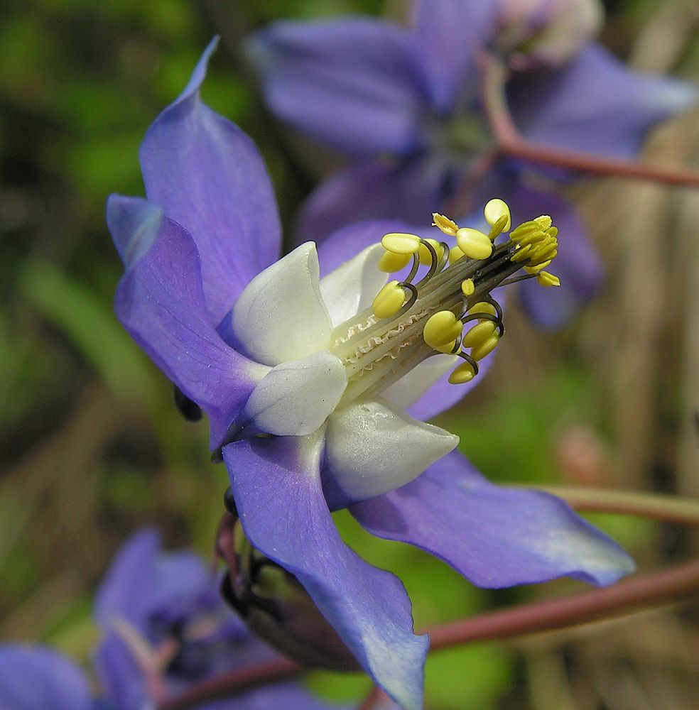 Изображение особи Aquilegia parviflora.