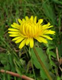 Taraxacum erythrospermum