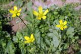 Ranunculus oxyspermus