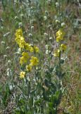 Verbascum undulatum. Верхушки побегов с соцветиями. Севастополь, Караньское плато, в дубняке. 10.05.2013.