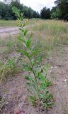 Oenothera villosa