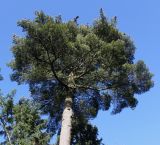 Pinus strobus. Крона взрослого дерева. Германия, г. Bad Lippspringe, Kaiser-Karls Park. 02.02.2014.