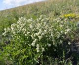 Crambe tataria