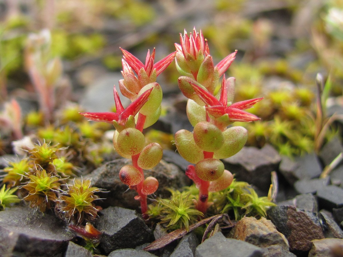 Изображение особи Sedum cespitosum.