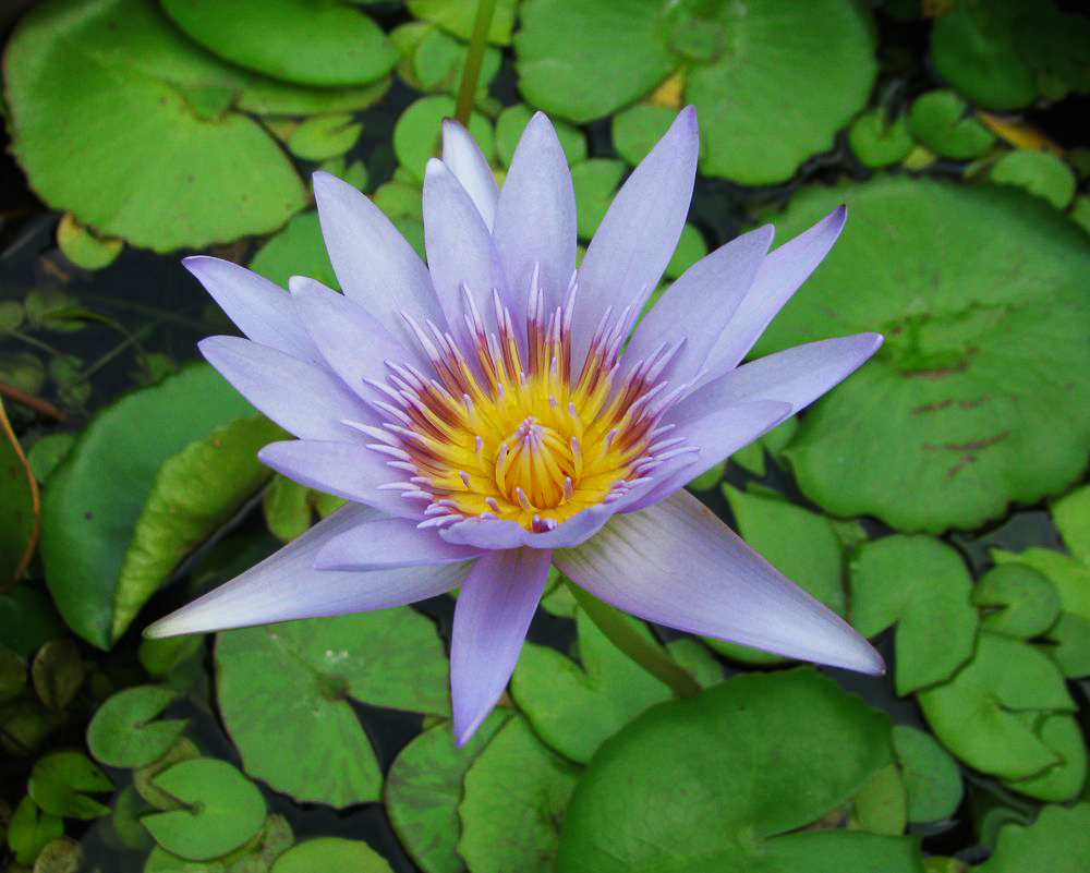 Изображение особи Nymphaea nouchali var. caerulea.