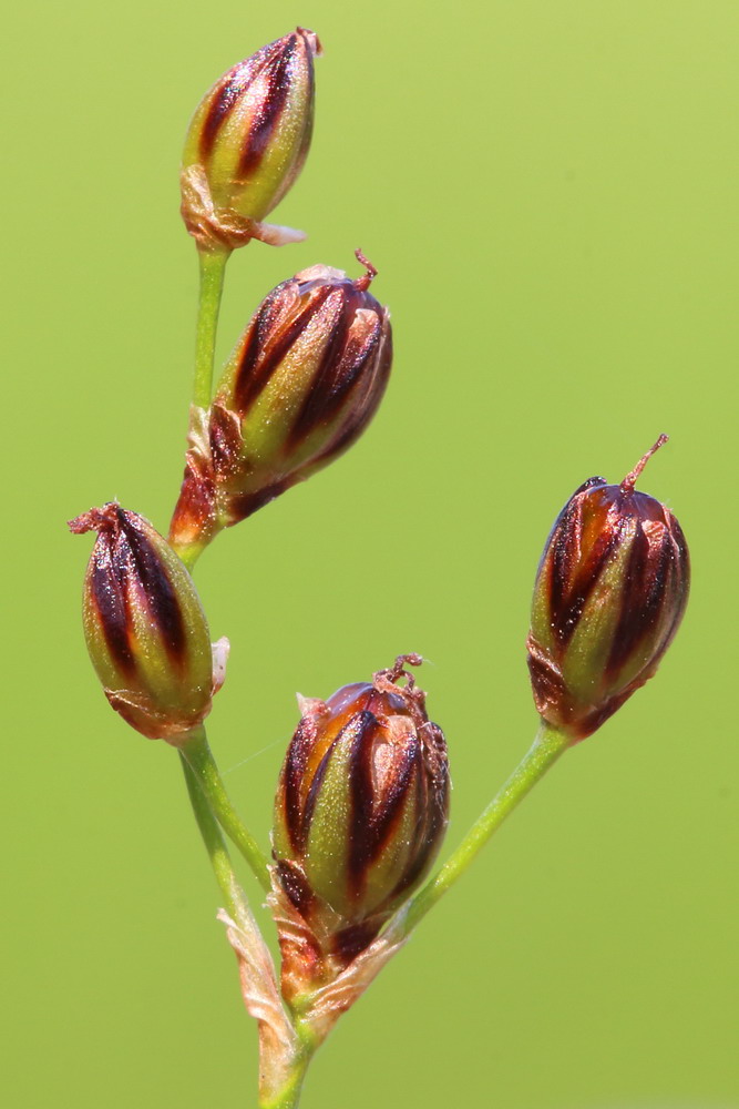 Image of Juncus gerardi specimen.