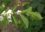 Rosa maximowicziana. Оборот листа. Москва, ГБС РАН. 02.07.2014.