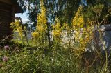 Solidago virgaurea