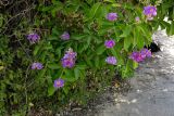 Lagerstroemia speciosa