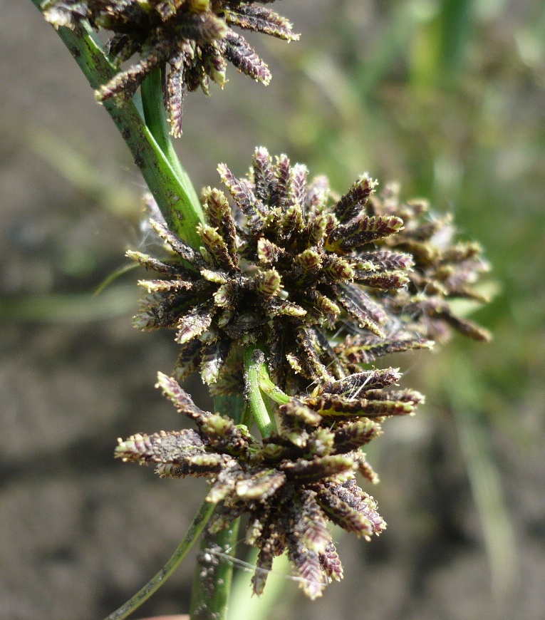 Image of Cyperus fuscus specimen.