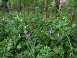 Aconitum lasiocarpum ssp. kotulae