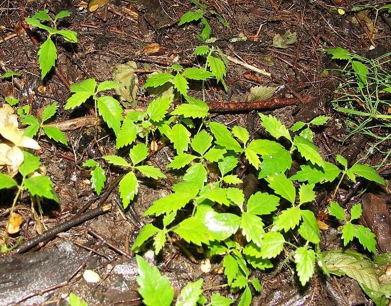 Изображение особи Ulmus glabra.