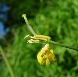 Brassica campestris. Цветок. Архангельская обл., Пинежский р-н, пос. Пинега, огород. 21.06.2015.