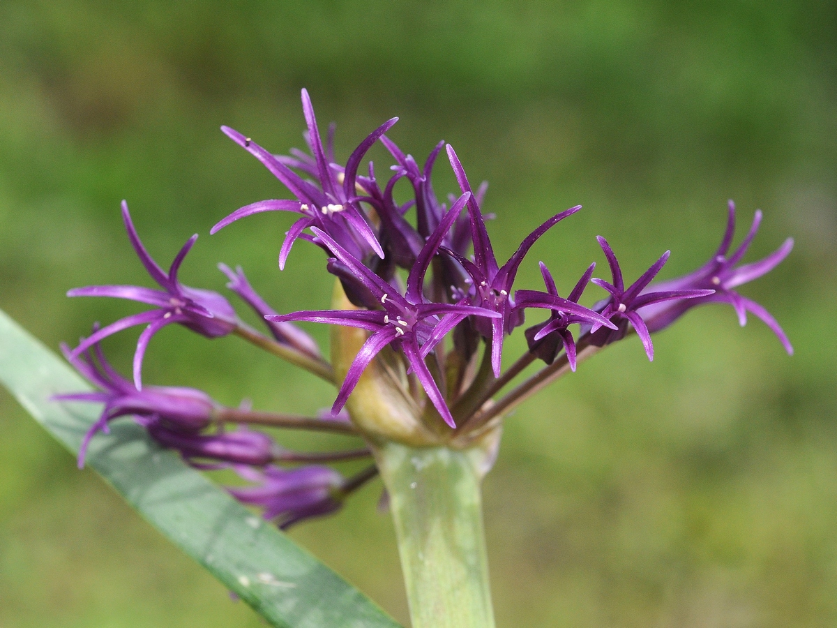 Изображение особи Allium falcifolium.