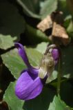 Viola odorata