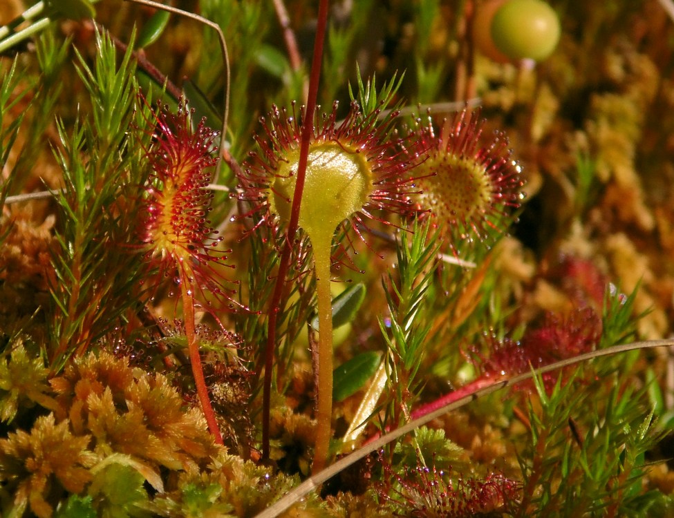 Image of Drosera rotundifolia specimen.