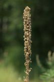 Verbascum thapsus. Соплодие с вызревшими плодами. Калужская обл., окр. пос. Думиничи, олуговелая вырубка в смешанном лесу. 24.08.2009.