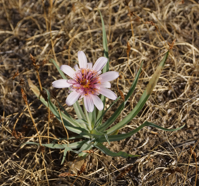 Изображение особи Tragopogon marginifolius.