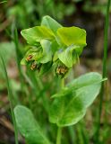 Cerinthe подвид caucasica