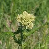 Achillea millefolium