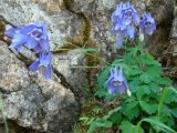 Aquilegia amurensis. Цветущее растение. Якутия (Саха), Алданский р-н, левый берег р. Алдан в 7 км выше устья р. Тимптон. 19.06.2008.