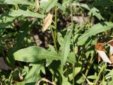 Centaurea jacea