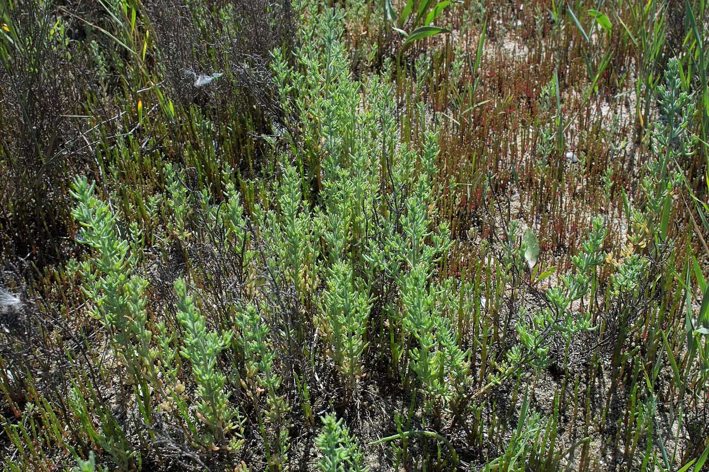 Image of Spirobassia hirsuta specimen.