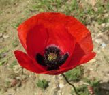 Papaver разновидность strigosum