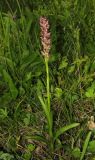 Anacamptis coriophora. Цветущее растение. Крым, Байдарская долина, окр. с. Тыловое, влажный луг. 9 июня 2016 г.