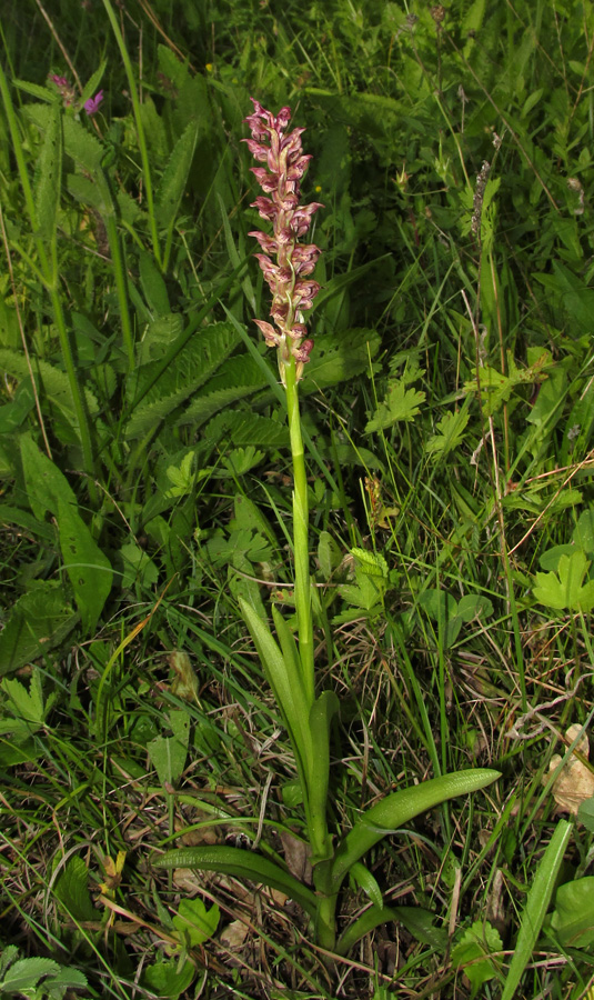 Изображение особи Anacamptis coriophora.