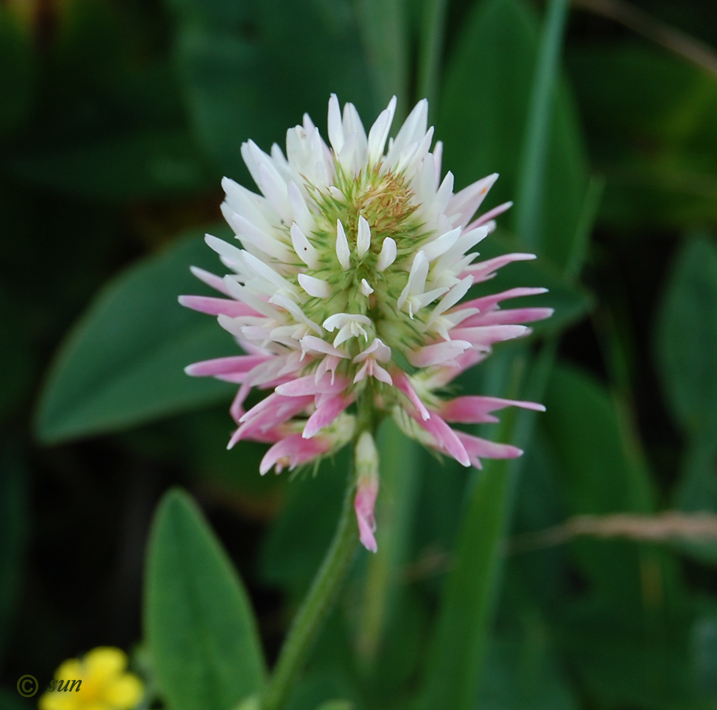 Image of Trifolium ambiguum specimen.