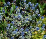 Eryngium planum