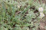 Astragalus austrosibiricus