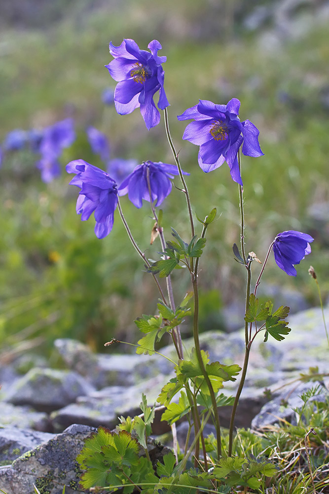 Изображение особи Aquilegia glandulosa.