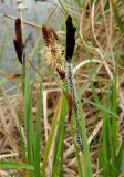 Carex acutiformis