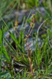 Saxifraga tridactylites. Отцветшие растения. Молдова, Оргеевский р-н, окр. с. Требужены, известняковая осыпь. 08.05.2015.