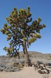 Yucca brevifolia