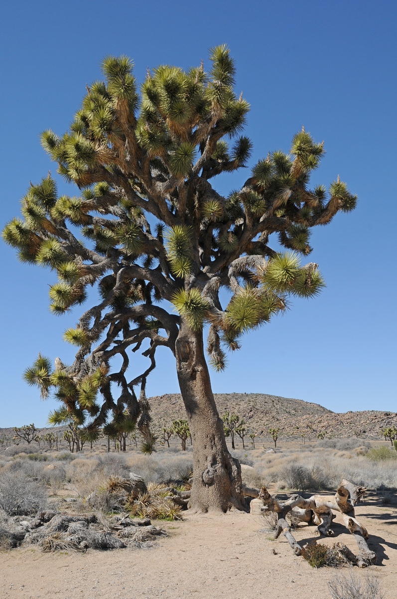 Изображение особи Yucca brevifolia.