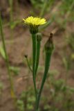 Arnoseris minima. Верхушка цветоноса с соцветиями. Нидерланды, провинция Gelderland, община Wijchen, в посевах озимой ржи. 12 июня 2010 г.