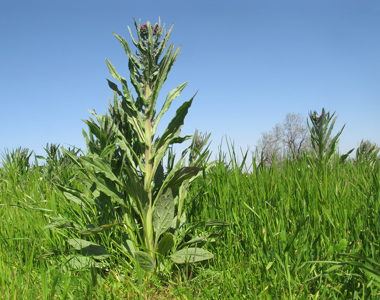 Изображение особи Cynoglossum officinale.