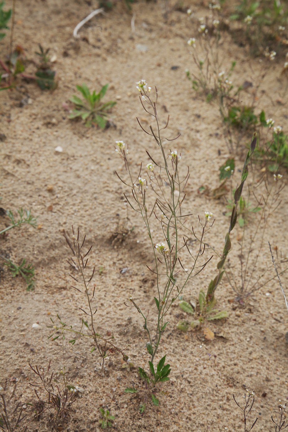 Изображение особи Arabidopsis thaliana.