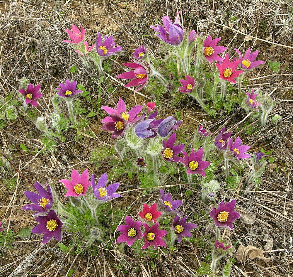 Изображение особи Pulsatilla vulgaris.