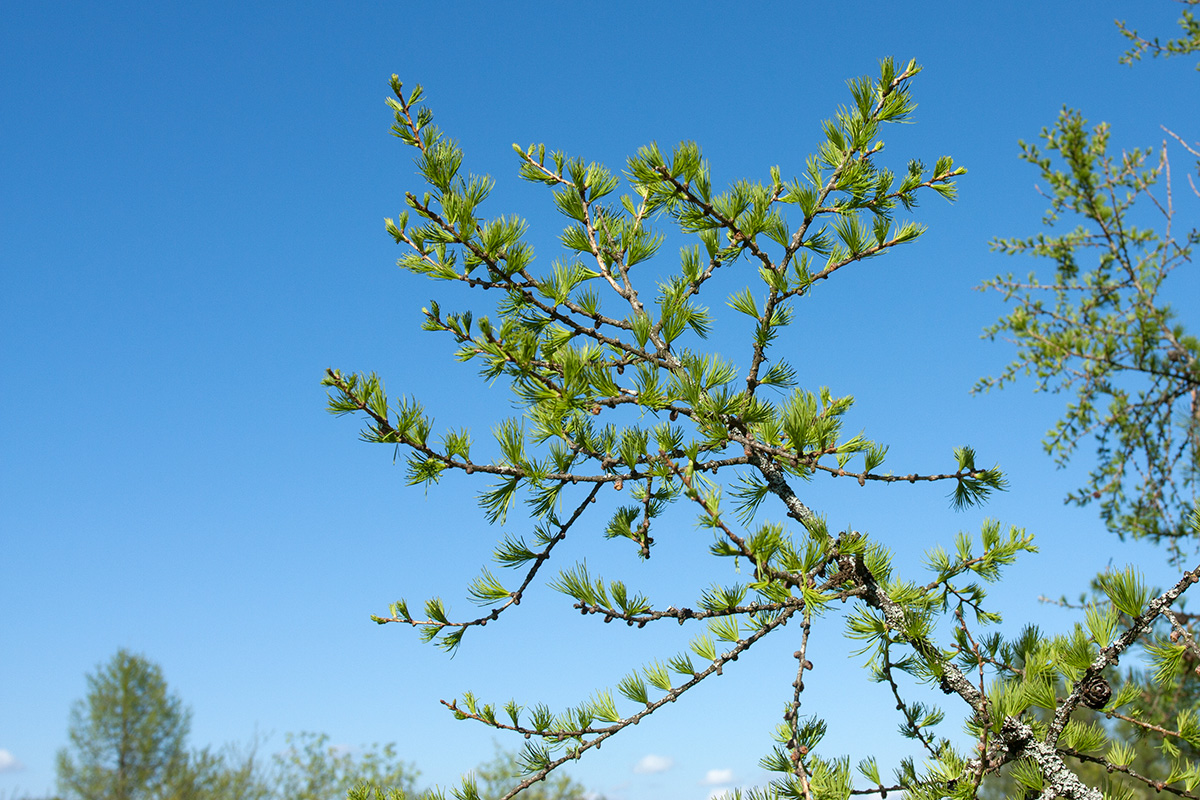 Изображение особи Larix sibirica.