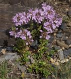 Thymus serpyllum