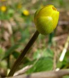 Ficaria verna. Раскрывающийся цветок. Чувашия, окр. г. Шумерля, пойма р. Паланка, садовое товарищество. 13 апреля 2008 г.